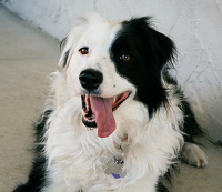 Gracie dog.