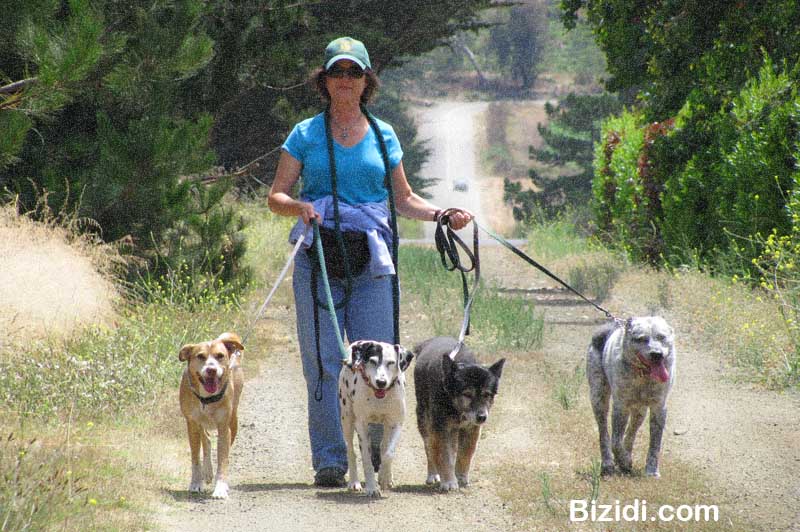 Dianne taking Trey, Patch, Gladdy and Otis out for a long walk.