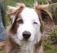 Kirby dog.